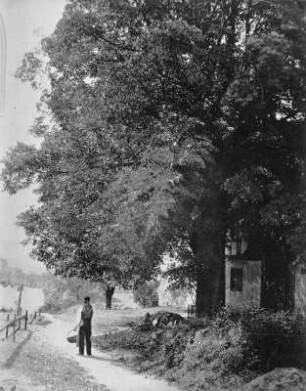 Linde mit Mann (Lohschänke) : Linde mit Mann (Lohschänke).Vermutlich Albuminpapierabzug (vor 1910; A. Kotzsch). Dresden: Hauptstaatsarchiv Dresden 612/8