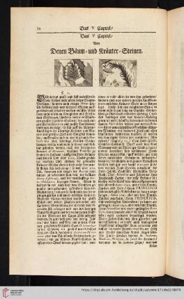 Das V. Capitel. Von denen Bäum- und Kräuter-Steinen