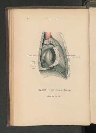 Fig. 250. Ostium venosum dextrum.