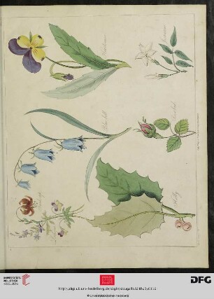 [Plate 113] Plate 108 [Vers. Blumenarten (koloriert)]