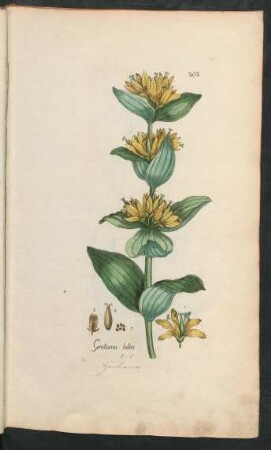 202. Gentiana lutea