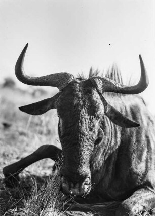 Erlegtes Gnu : Kopf eines erlegten Gnus.