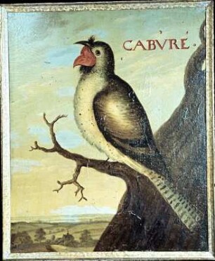 Deckenbild 32: CABURE - Riesenschwalk (Nyctibius grandis)