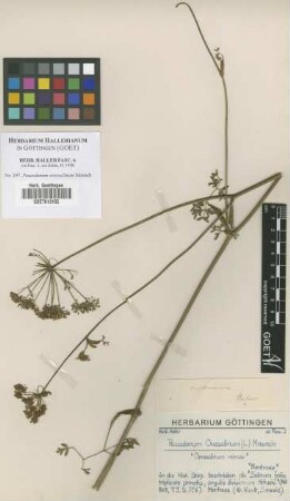 Peucedanum oreoselinum Moench