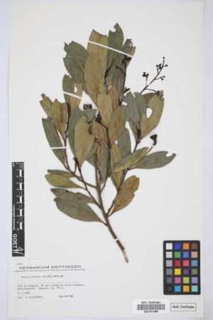 Ocotea foetens (Ait.) Benth. & Hook. f.