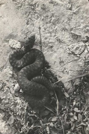 Kreuzotter. Vipera berus berus (Linnaeus, 1758). Weibchen