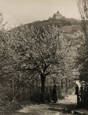 Kobern/ Mosel. Ruine der Oberburg Kobern im Frühling