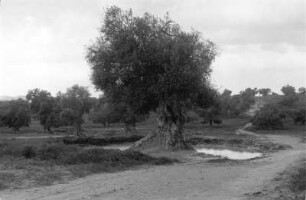 Olivenhain : Landschaft mit Olivenbäumen