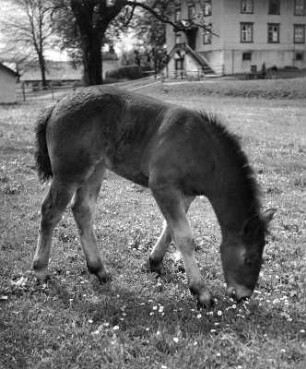 Tiere. Fohlen beim Grasen
