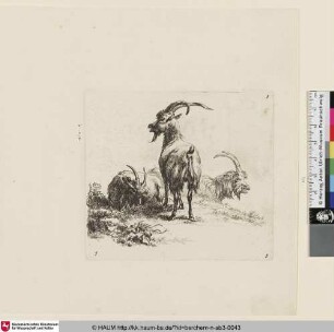 [Stehender Steinbock von hinten gesehen zwischen zwei liegenden Ziegen; The so-called Man's Book, 7; [...] un jeune bouc vu par derrière [...]]