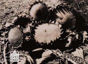 Am Boden liegende Sonnenrosen im Fruchtstand