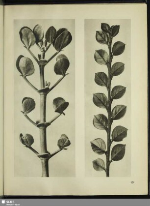 Zygophyllum fabago. Doppelpflanze in 8facher Vergrößerung