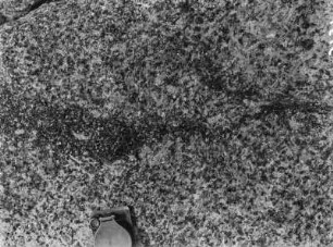 Granitmaserung : Aufgebrochene Granitplatte läßt Blick auf die Optik des "Flossenbürger Granits" zu. Hier: eine glimmerreiche Schliere