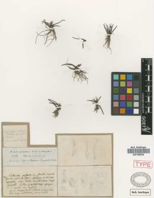 Littorella australis Griseb. [holotype]