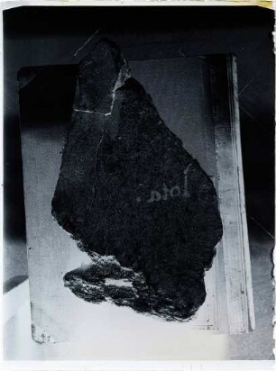 Fossilien aus der ersten Grabung, Mammuthus primigenius (Blumenbach, 1799)