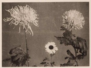 Chrysanthemen