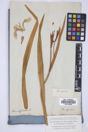Iris versicolor L.