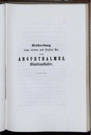 Beschreibung einer vierten und fünften Art von Anopthalmus. Blindlaufkäfer.