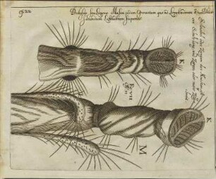 Illustration 9: Fig. VII. Obs. II.