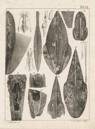 Tab. 32