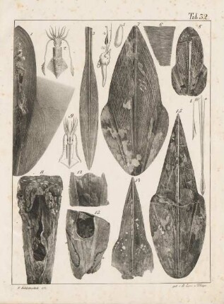 Tab. 32