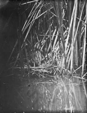Rohrdommel : Rohrdommel (Botaurus stellaris Linnaeus) auf dem Nest.