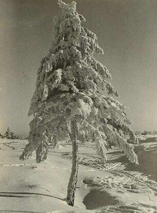Rauhfrostbehangene Fichte bei Altenberg