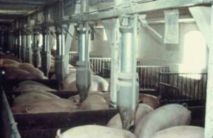 Fotografie: Fütterungstechnik, Mastschwein, Trockenfütterungsanlage, Dosiereinrichtung, Wiegetechnik