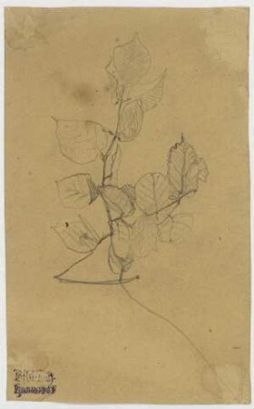 Baum, Zweig