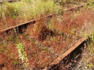 verrostete Gleise an der stillgelegten Bahnstrecke Aschersleben-Quedlinburg