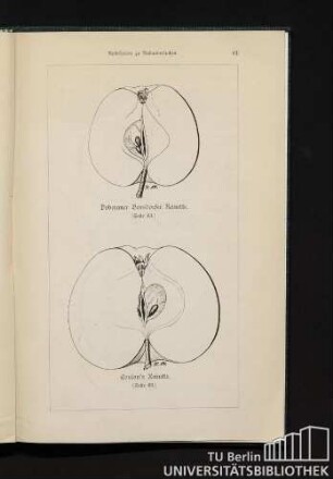 Doberaner Borsdorfer Reinette. Coulon's Reinette.