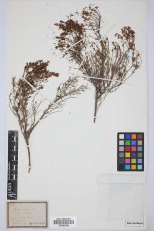 Erica arborea arborea L.