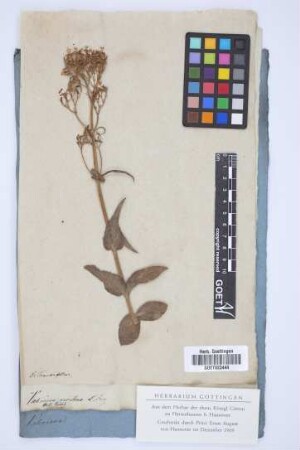 Valeriana montana Jacq.