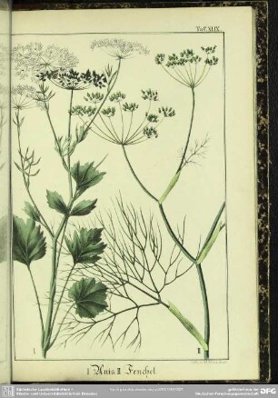 I. Anis. II. Fenchel