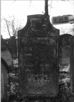 Grabstein 229 (Index: 100116018) Material: Sandstein Zustand: verwittert Maße HxBxT: 146x71x18 cm Beschreibung: Stele mit konkav eingezogenem Segmentbogenabschluß, eingetieftes Schriftfeld Symbolik: Ranken: Grabstein 229