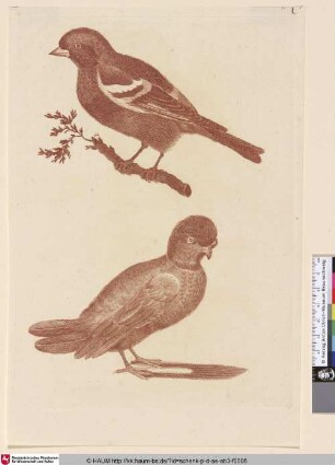 [Buchfink (Fringilla coelebs) und Taube (Columbidae); Common Chaffinch on a Branch and Standing Dove; Vogel op een tak, mogelijk een goudvink; Staande vogel, mogelijk een duif]