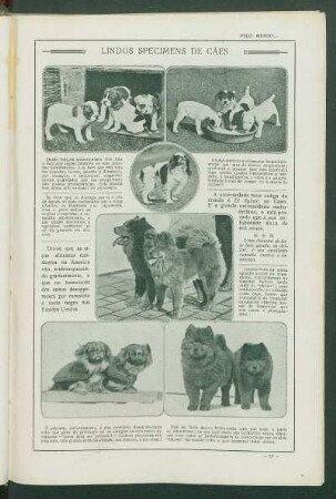 Lindos specimens de cães