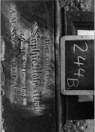 Grabstein 244 (Index: 100090348) Material: Sandstein, weiße Marmorplatte Zustand: beschäd/verwitt/Textverl/Platte gesprung Maße HxBxT: 176x47x25 cm Beschreibung: Stele, Doppelsock. , Giebel m. Mittel-u. Eckakroteren, rechteck. Schriftplatte Symbolik: Mohnkapseln, Blätter und Ranken: Grabstein 244B