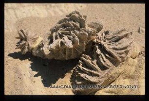 Baritrosen im Wadi Astura