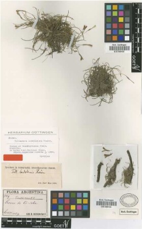 Tillandsia cordobensis Hieron. [type]