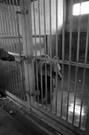 Inbetriebnahme des neuen Braunbärengeheges im Karlsruher Zoo