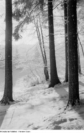 Verschneites Waldstück