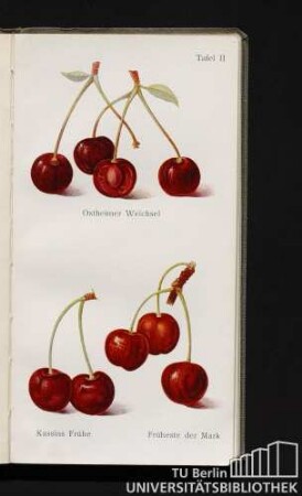 Tafel II. Ostheimer Weichsel. Kassins Frühe. Früheste der Mark.