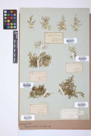 Selaginella denticulata