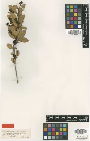 Berberis valdiviana Phil. [type]