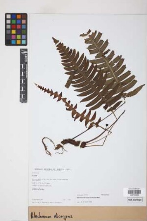 Blechnum divergens (Kunze) Mett.