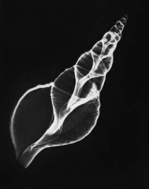 Triton tritonis (Tritonshorn), Röntgenaufnahme