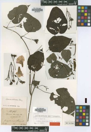 Ipomoea stenocolpa Garcke [type]