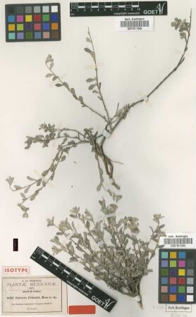 Turnera pringlei Rose [isotype]