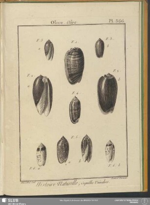 Pl. 366. Olive. Oliva
